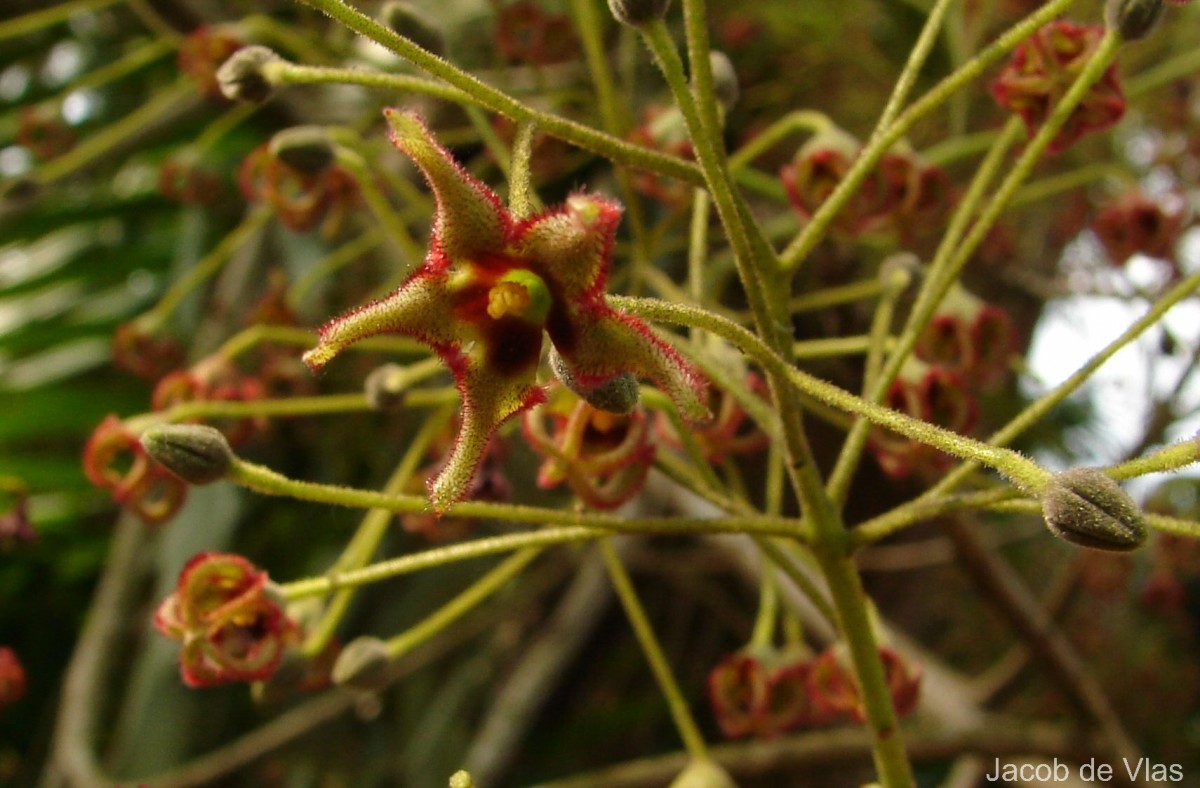 Sterculia balanghas L.